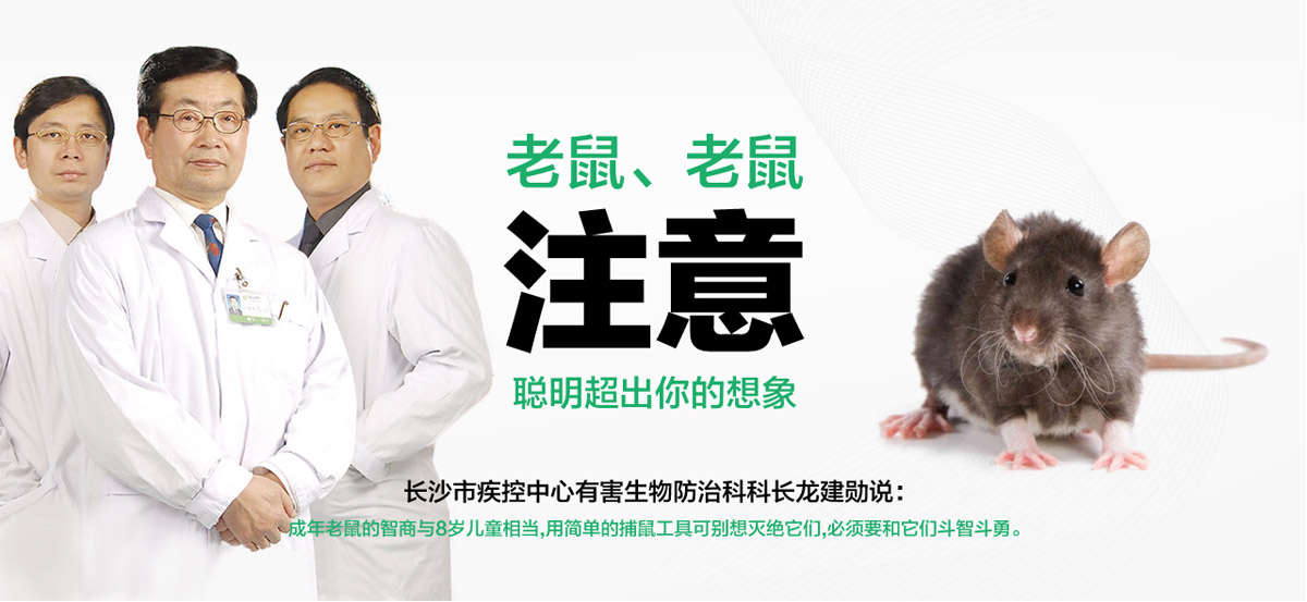 老鼠聰明超出你想象。